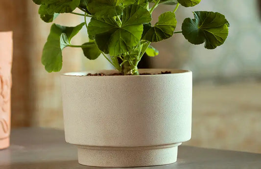 Sustainable Planters to Transform Your Home