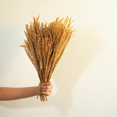 Malar maize grass bunch